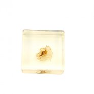 Влажные препараты и биопласты 