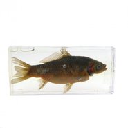 Модель Внутреннее и внешнее строение рыбы