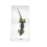 Модель Тритон (внешнее строение)