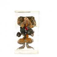 Модель Внутреннее строение лягушки в прозрачном пластике