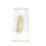 Модель Паразитические черви. Аскариды (внешнее строение)