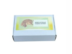 Модель-аппликация Строение клетки