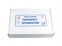 Перекрест хромосом