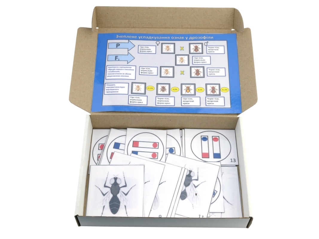 Перекрест хромосом