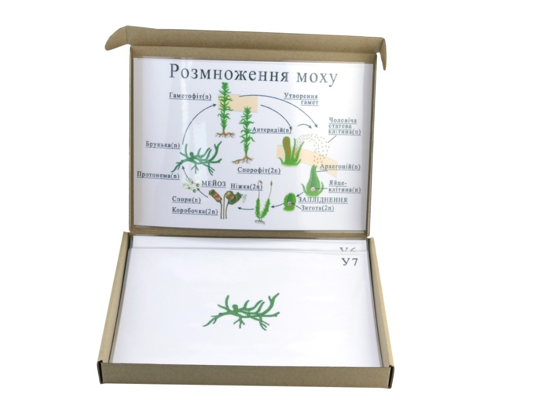 Модель-аппликация 