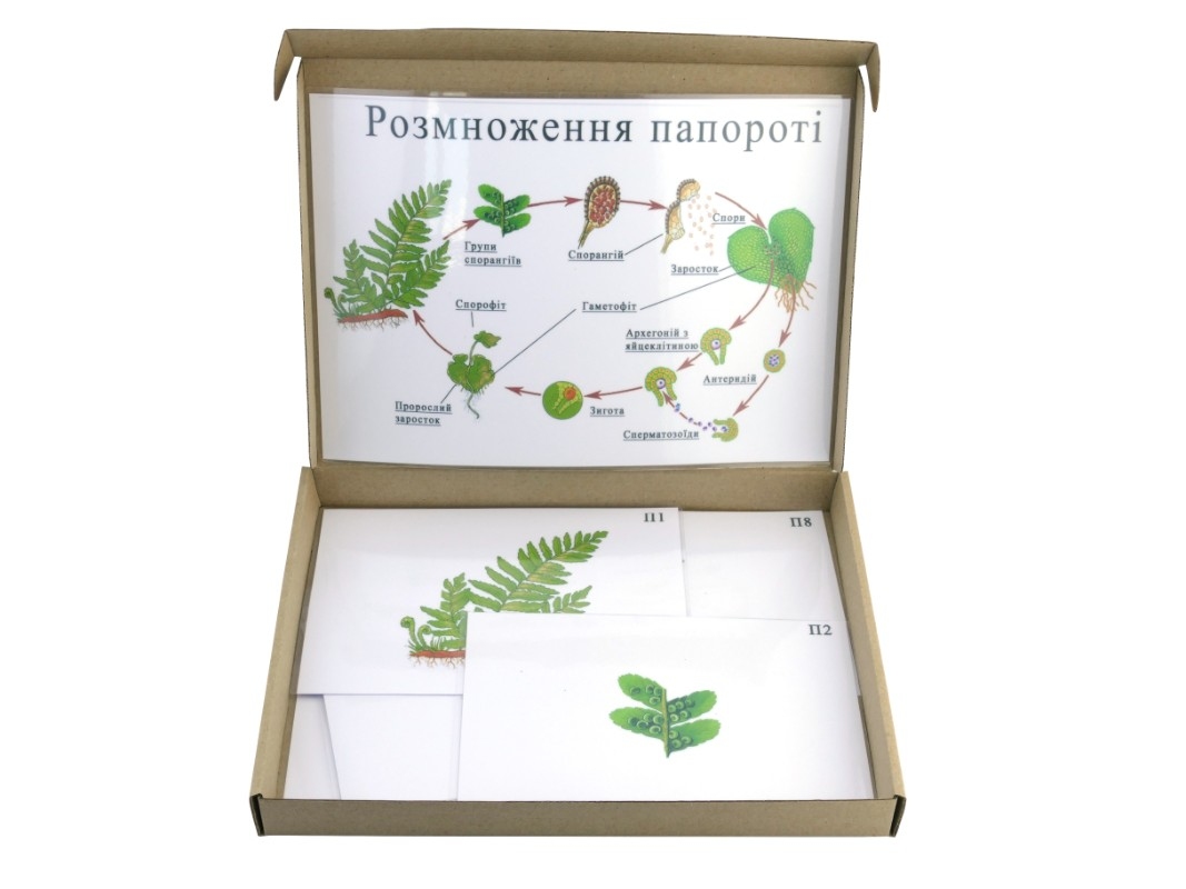 Модель-аппликация 