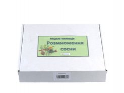 Модель-аппликация Размножение сосны
