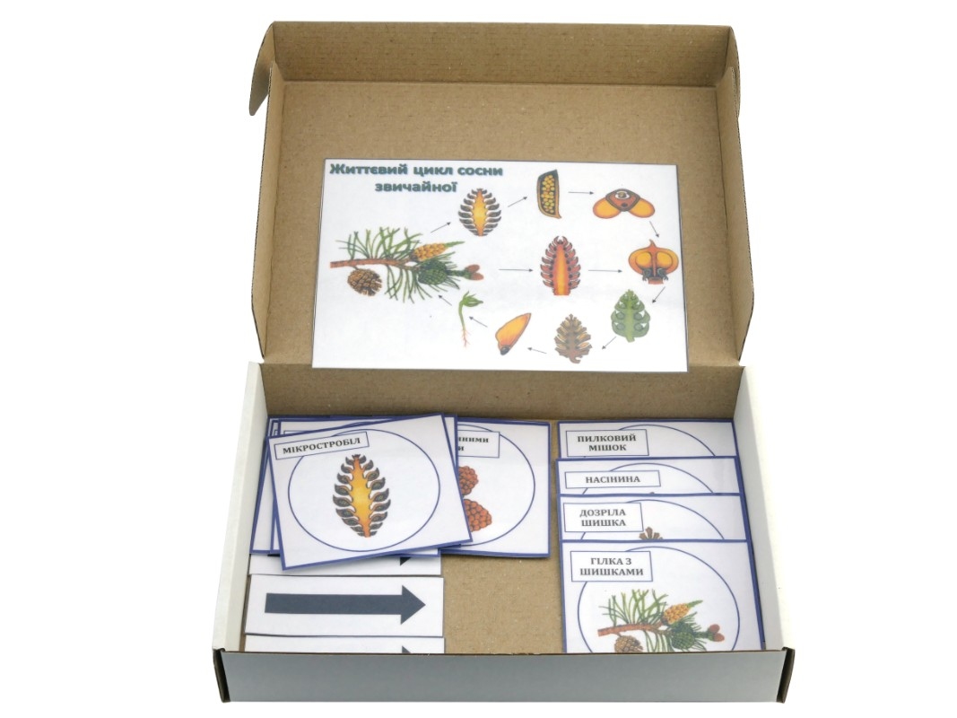 Модель-аппликация 