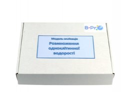 Модель-аппликация Размножение водоросли