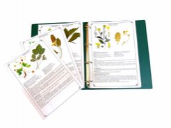 Гербарій Дикорослі рослини 