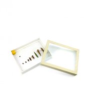 Коллекция Развитие насекомых с неполным превращением (Саранча)