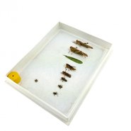 Учебные коллекции