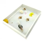 Коллекция Развитие насекомых с полным превращением. (Шелкопряд)