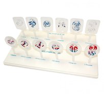 Схема митоза и мейоза