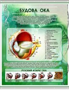 Плакат на баннерной ткани Строение глаза человека