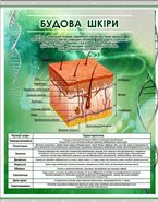 Плакат на баннерной ткани Строение кожи человека