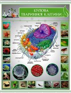 Плакат на баннерной ткани Строение животной клетки