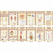 Комплект плакатов на баннерной ткани Организм человека