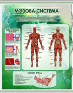Плакат на баннерной ткани Мышечная система человека