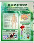 Плакат на баннерной ткани Нервная система человека