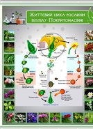 Плакат на баннерной ткани Жизненный цикл растения отдела покрытосеменные