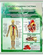 Плакат на баннерной ткани Сердечно-сосудистая система человека