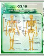 Плакат на баннерной ткани Скелет человека