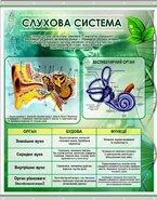 Плакат на баннерной ткани Слуховая система человека