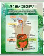 Плакат на баннерной ткани Пищеварительная система человека