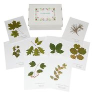 Гербарій Листяні дерева та кущі 