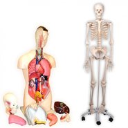 Набір Анатомія