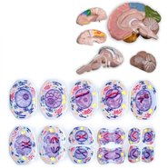 Набір Загальна біологія