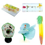 Биология 5-6 класс