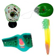 Биология Стартовый