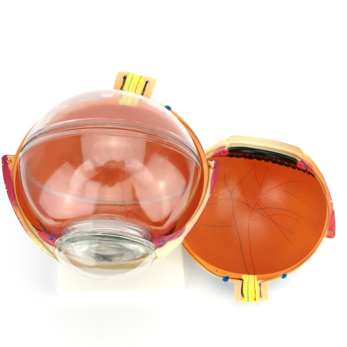 Глаз человека