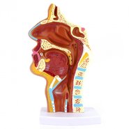 Носоглотка людини