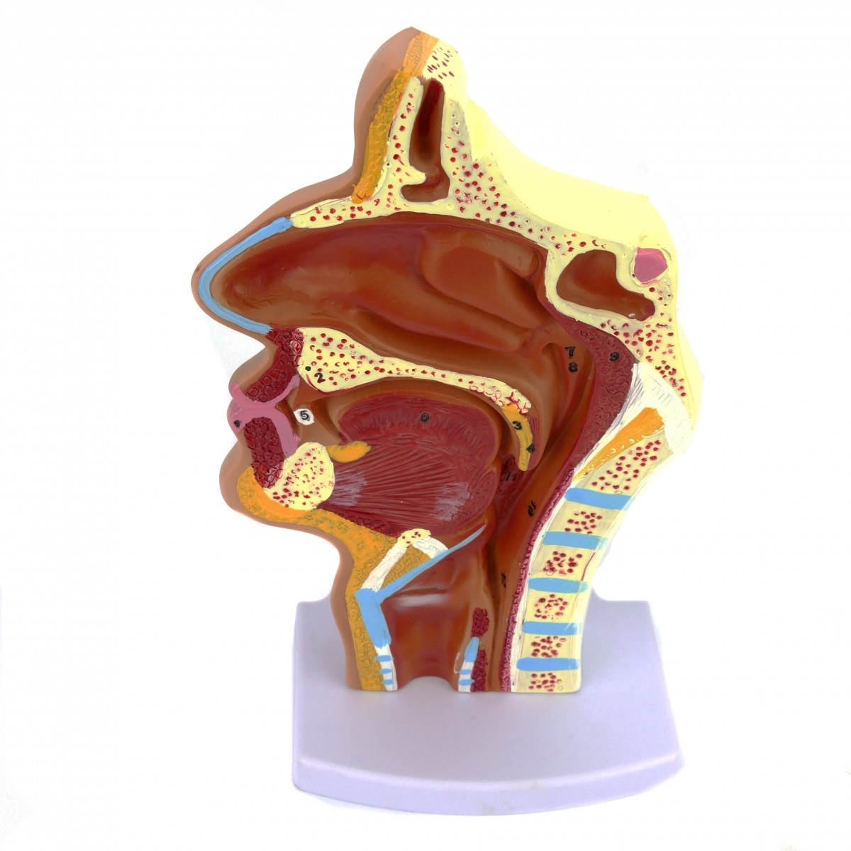 Носоглотка людини