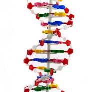 Структура ДНК