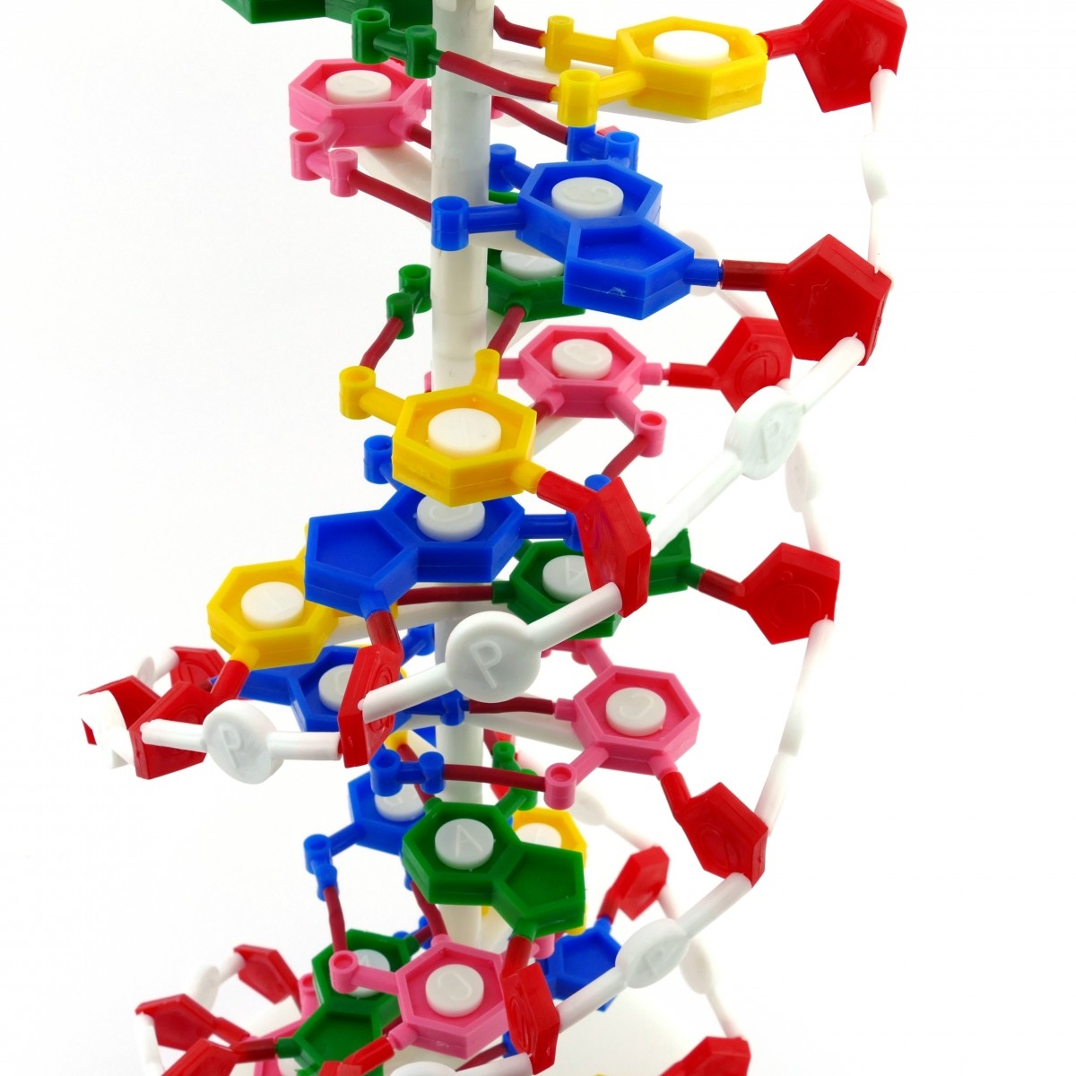 Структура ДНК 