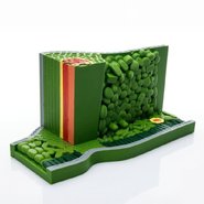 Об'ємна модель Будова листка