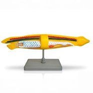 Об'ємна модель Ланцетник