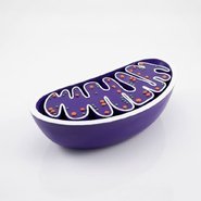 Об'ємна модель Мітохондрія